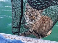 釣りにいったら湖の中にネコが！？水中から網で救助されたボブキャット（アメリカ）