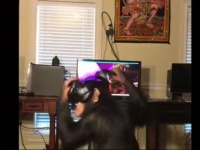 VRを装着したチンパンジーが楽しそう！