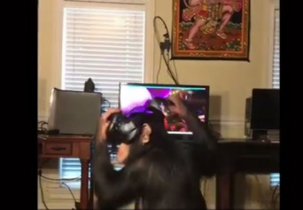VRを装着したチンパンジーが楽しそう！