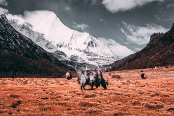 チベット高原の氷河が解けると、未知なる病原菌が流出する恐れ