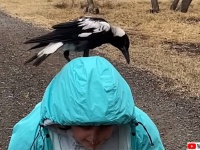 命の恩人やし！9歳の少女とカササギフエガラスのヒナの友情は永遠に続く