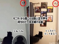 まだかにゃまだかにゃ？モニターカメラからパパの声が聞こえると猛ダッシュで近づく猫