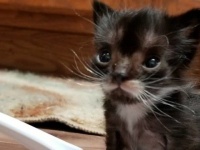 スプーンに乗りそうな小さな子猫、心優しい家族のもとで成長中