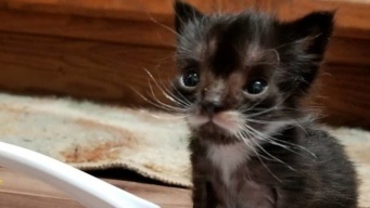 スプーンに乗りそうな小さな子猫、心優しい家族のもとで成長中