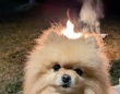 「炎上しちゃうかな？」　夫が撮影した〝犬連れキャンプ〟写真に200万インプ「もう燃えちゃってる」