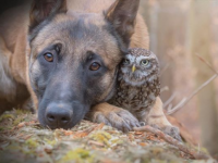 小さなフクロウと大きな犬の最強コンビ、出会ってすぐに大親友に（ドイツ）