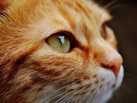 どうしてもその猫を飼いたかった少年、猫に話しかけ自分の住所を教えていた