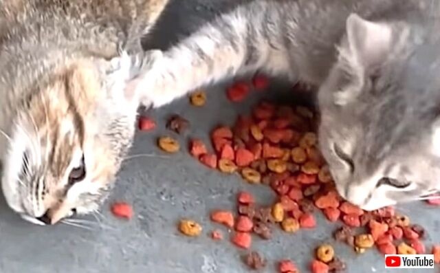 catmemes5_640