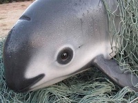 海のパンダみたい。現在わずか10頭未満の絶滅危惧種「コガシラネズミイルカ」（メキシコ）