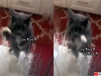 飼い主が入浴中、どうしても中に入りたい猫のシャカシャカエンドレス