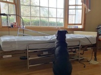 安楽死の危機から救ってくれた飼い主が他界。空っぽのベッドの横で二度と帰らぬ飼い主を待ち続ける犬の物語
