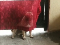 試される犬への愛情。飼い主がかまってくれないと隠れる犬