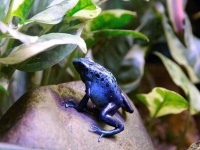 人をも殺す猛毒を持つ虫を食べ体に蓄積する生物は、なぜ毒で死なないのか？