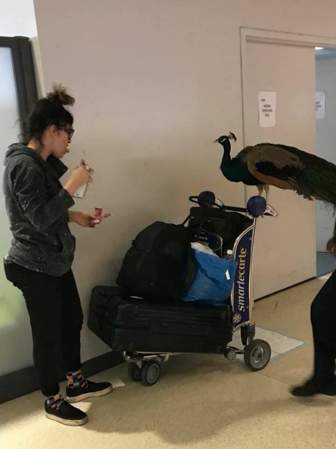クジャクが飛行機に搭乗？