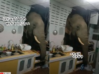 「なんか食べ物ありますか？」台所の壁をぶち抜いて鼻で棚を物色する象