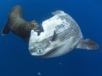 【激写】アシカがマンボウを食う