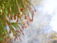 スギ花粉、つらすぎ...（画像はイメージ）