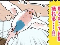 飛ばない鳥は愛しい鳥だ！　チャカチャカ歩き「飼い主タクシー」を要求...鳥たちの意外な姿に癒される