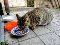 まるで野良猫（画像はイメージ）