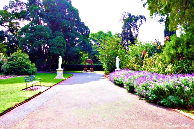 世界の街角 オーストラリア 貴婦人 アデレードにある優雅な憩いの場 アデレード植物園 Adelaide Botanic Garden デイリーニュースオンライン