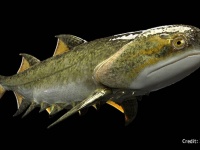 脊椎動物の進化の鍵を握るシルル紀の「顎をもつ魚」の化石が続々と発見される