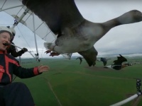 渡り鳥と一緒に空を飛び、安全な経路を指南する男性