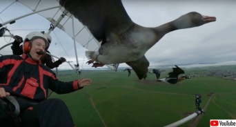 渡り鳥と一緒に空を飛び、安全な経路を指南する男性