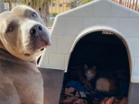 ボクの犬小屋使っていいよ。野良の母猫の出産を助け、友情を育んだ犬（メキシコ）
