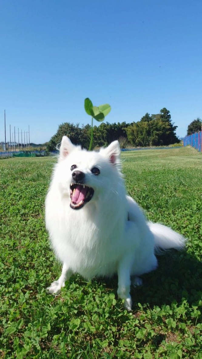 画像提供：くーさんママ(＠kukuri_shibainu)さん、再掲