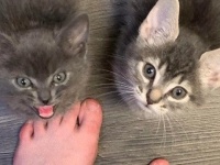 「おいニンゲンさん、5分遅刻ですが？！」朝ごはんに遅刻したら猫に怒られた件に関する海外の反応