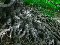 脳ミソもないのにどうして？驚くべき植物のサヴァイヴァル力