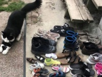 靴専門の泥棒猫、50足以上を盗み、飼い主はSNSで持ち主探し（アメリカ）