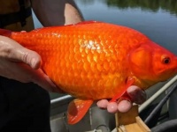 巨大化した金魚が続々と発見！湖や川に捨てた金魚が生態系を脅かす事態に