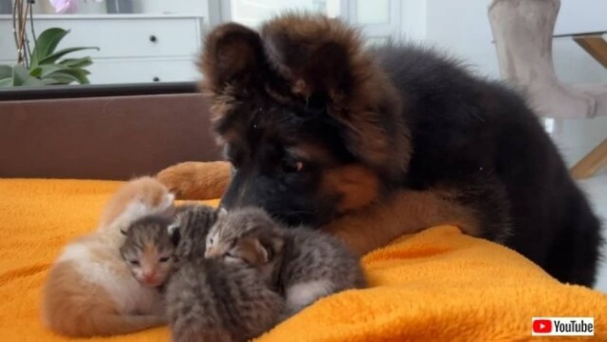 「この可愛い毛玉たちはいったい何？」ジャーマンシェパードの子犬、初めて目にする子猫たちに興味津々