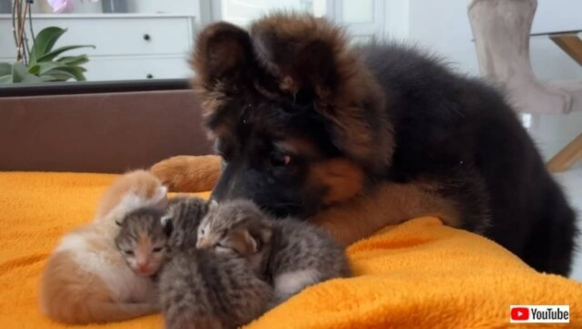 「この可愛い毛玉たちはいったい何？」ジャーマンシェパードの子犬、初めて目にする子猫たちに興味津々