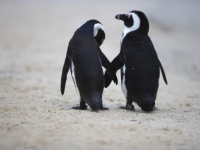 ペンギンは人間と同じように話す。その鳴き方は人間と同じ言語法則だった（フランス・イタリア共同研究）
