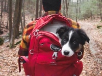 リュックに“犬”を忘れずに！今すぐ犬とアウトドアしたくなる写真