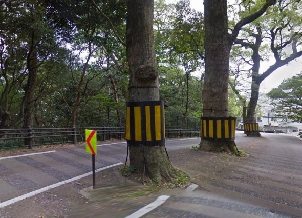 あの手この手で木の存在を知らせる (C)Google
