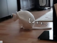 これどんな競技？お尻を床につけながら前脚だけで移動する猫