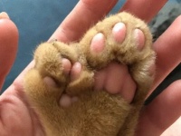 「今日猫を飼うことにしたら、こういう肉球だった！」Reddit民、肉球マシマシの猫に大喜び