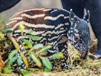 絶滅危惧種、マレーバクの赤ちゃんが生まれたよ