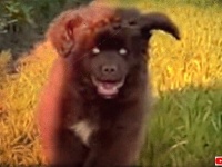 ニューファンドランドの子犬がこちらに走ってくる！「だが待ってほしい…」何か違う気がしないか？