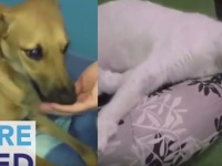 思わずほっこり！　保護施設の動物たちがお下がりのマイベットを与えられた時の反応がこちら