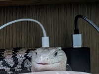 でんきタイプのトカゲ、激写される　〝充電中〟の姿に5.9万人もん絶「やばい、可愛すぎる！！」