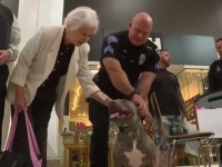 処分寸前だったピット・ブルが警察犬に