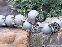 カタツムリにヒントを得たロボット、群れで協力して様々な作業をこなす