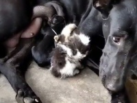 犬のお母さん「迷子になっちゃダメでしょ！」とかいがいしく子猫のお世話をする