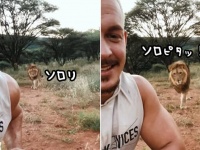 世界一スリリングなだるまさんが転んだ。百獣の王ライオン編