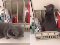 獣医嫌いの猫の偽装大作戦。「しめしめここならわからにゃいだろう」の第二形態が可愛すぎた