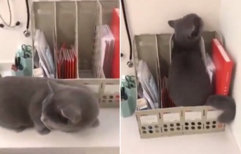 獣医嫌いの猫の偽装大作戦。「しめしめここならわからにゃいだろう」の第二形態が可愛すぎた